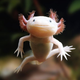 Image for article titled 12 Real Animals We Can't Believe Aren't Pokémon